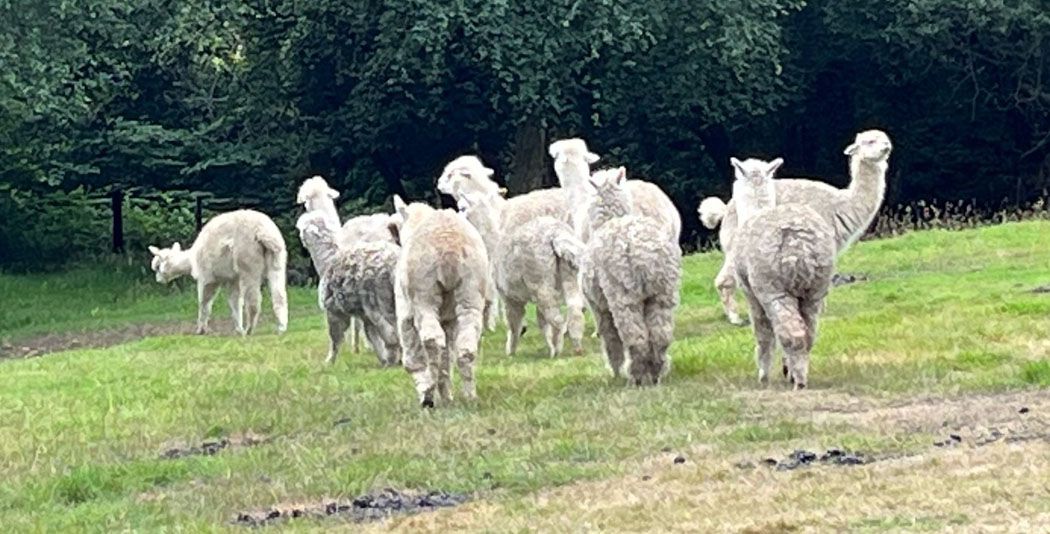 A herd of Alpaca